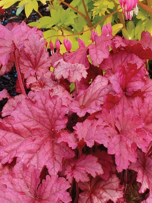 HEUCHERA hybrid Berry SMoothie